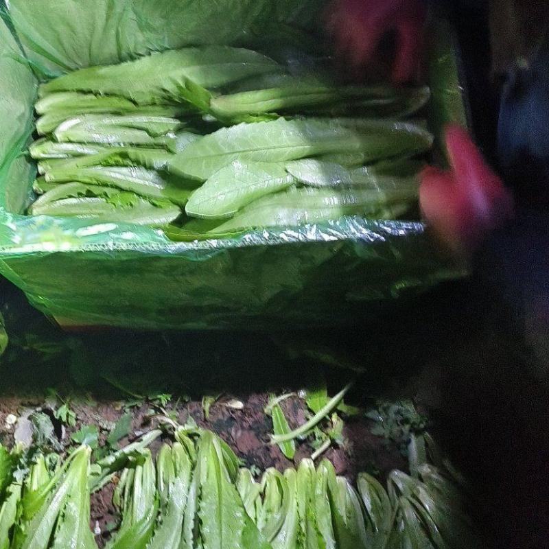 精品油麦清地，质量保证，地头看货，需要的老板联