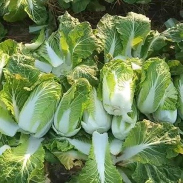 山东大白菜产地直供大量有货质量保证一手货源全国发货