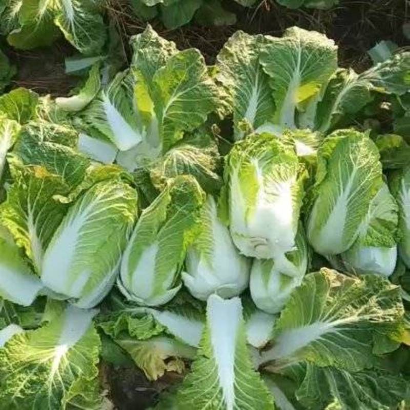 山东大白菜产地直供大量有货质量保证一手货源全国发货