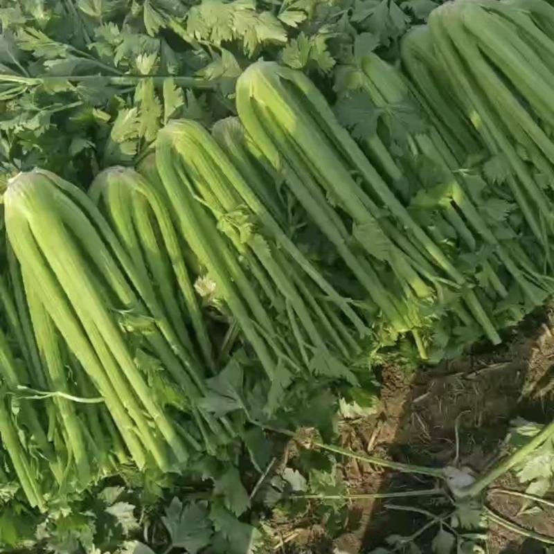 剁头芹菜西芹38-40公分基地直供量大从优欢迎