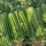 剁头芹菜西芹38-40公分基地直供量大从优欢迎
