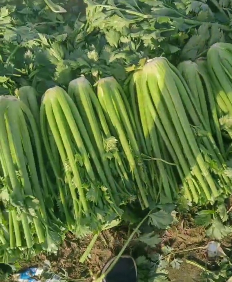 剁头芹菜西芹38-40公分基地直供量大从优欢迎