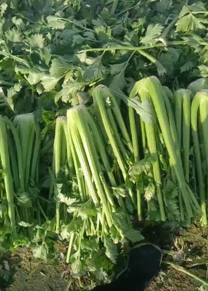 剁头芹菜西芹38-40公分基地直供量大从优欢迎