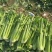 剁头芹菜西芹38-40公分基地直供量大从优欢迎