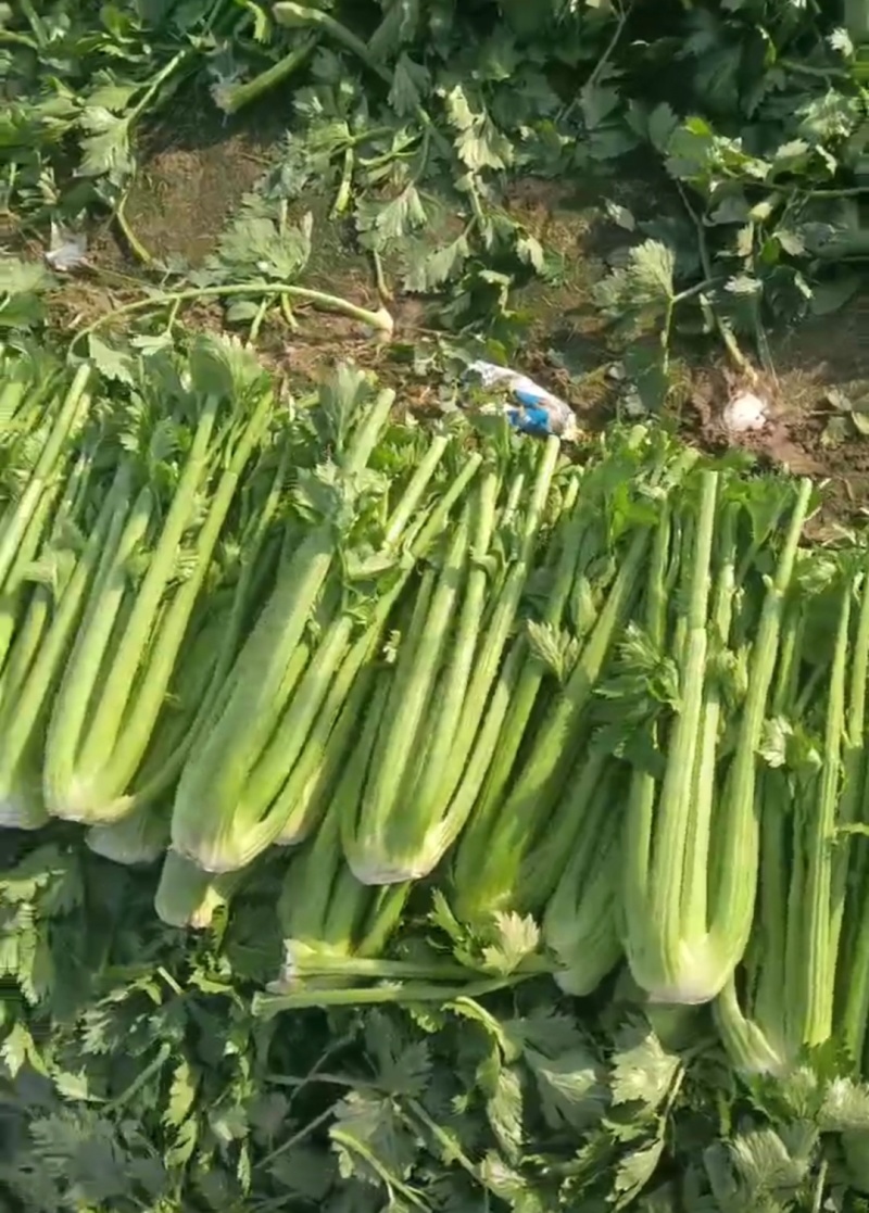 剁头芹菜西芹38-40公分基地直供量大从优欢迎