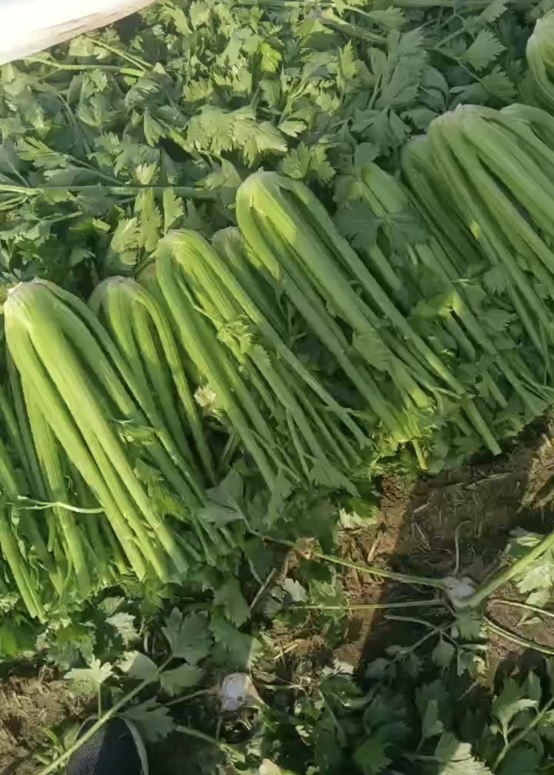 剁头芹菜西芹38-40公分基地直供量大从优欢迎