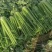 剁头芹菜西芹38-40公分基地直供量大从优欢迎