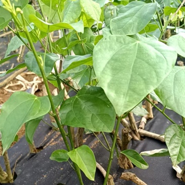 辣木苗种苗，基地直供货源充足，规格齐全，欢迎咨询