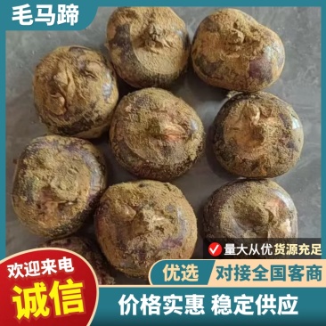 马蹄/毛马蹄/荸荠/产区直发/大量现货