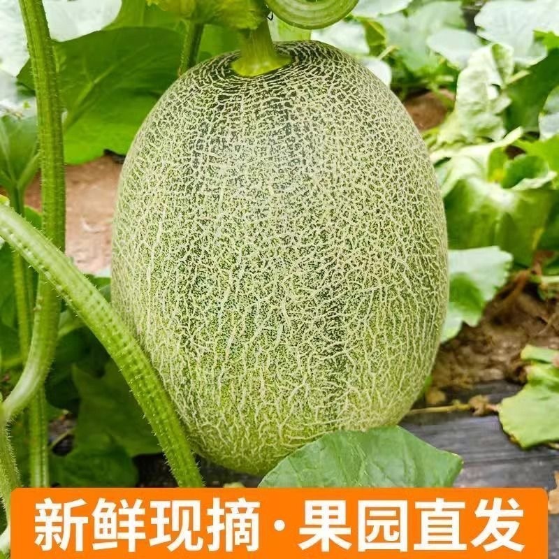 海南哈密瓜，电商一件代发社区团购