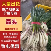 藠头/带叶子藠头/产区直发/大量现货/可发车