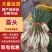 藠头/带叶子藠头/产区直发/大量现货/可发车