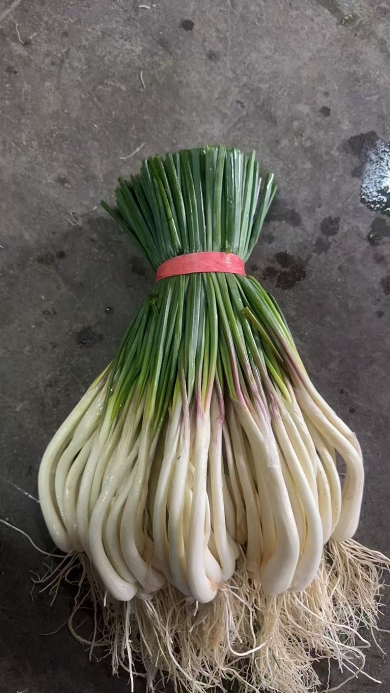 藠头/带叶子藠头/产区直发/大量现货/可发车