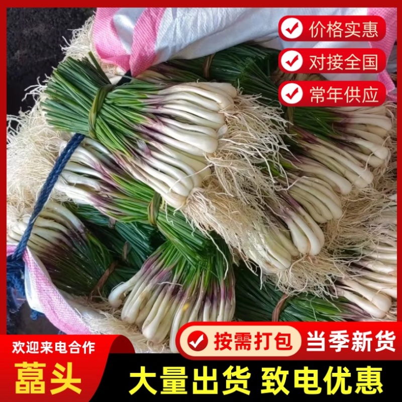 藠头/带叶子藠头/产区直发/大量现货/可发车