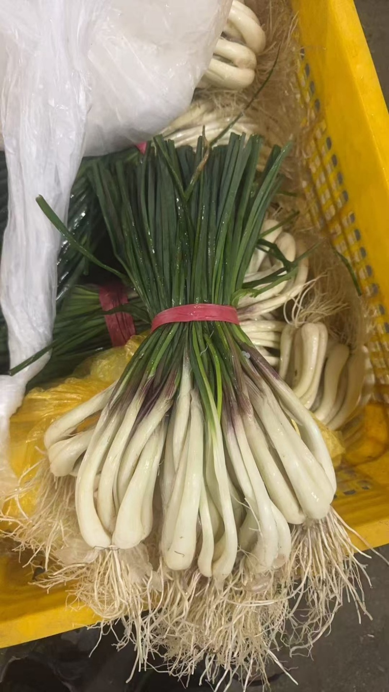 藠头/带叶子藠头/产区直发/大量现货/可发车