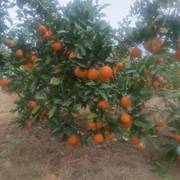 长江边玫瑰香橙，自己家里面搞得基地，果面漂亮，量大