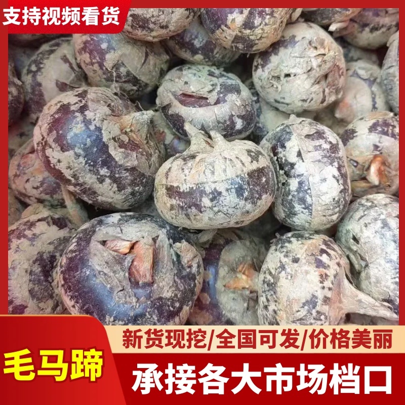马蹄大量上市/产区直发/大量有货/当天发车