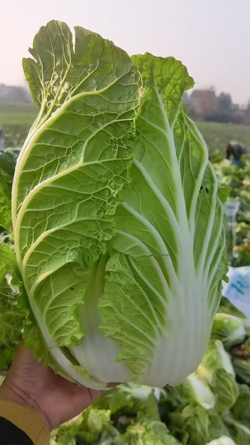 山东大白菜产地直供大量有货质量保证一手货源全国发货