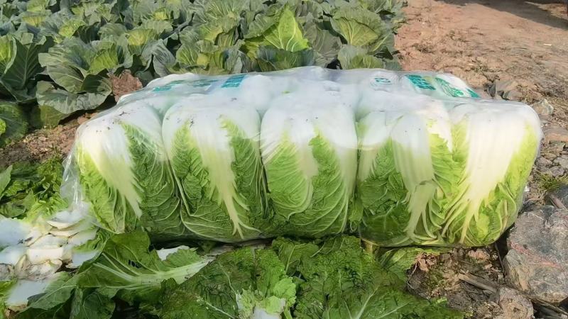 山东大白菜产地直供大量有货质量保证一手货源全国发货