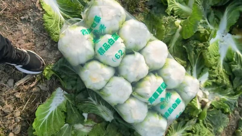 山东大白菜产地直供大量有货质量保证一手货源全国发货