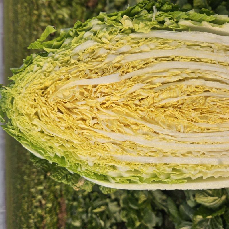 山东黄心白菜,基地直发，一手货源，整车大量供应