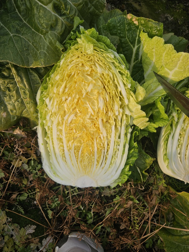 山东黄心白菜,基地直发，一手货源，整车大量供应