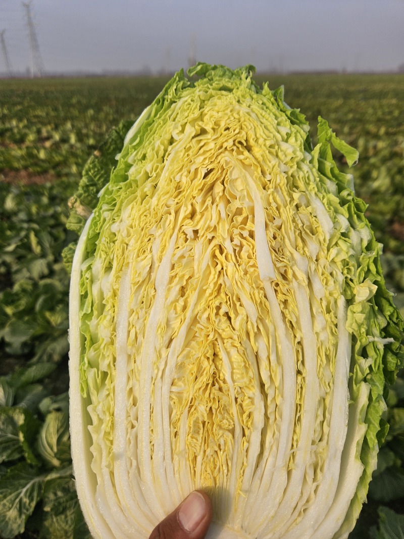 山东黄心白菜,基地直发，一手货源，整车大量供应
