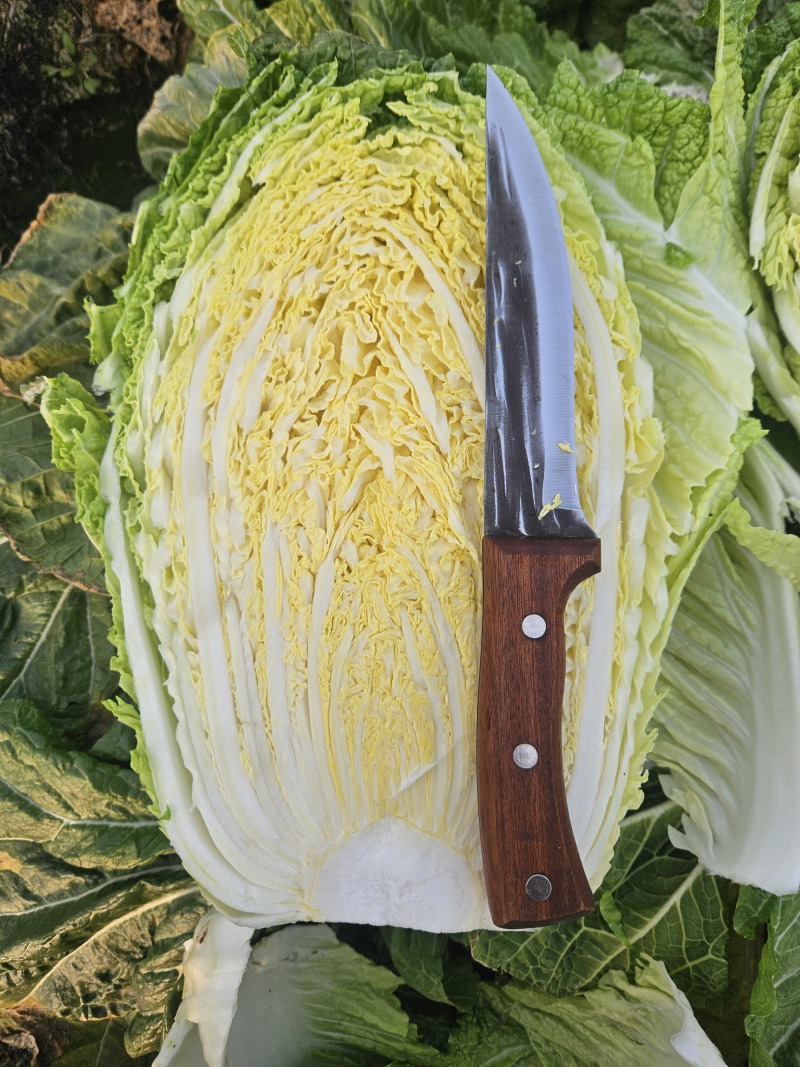 山东黄心白菜,基地直发，一手货源，整车大量供应