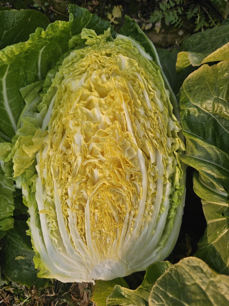 山东黄心白菜,基地直发，一手货源，整车大量供应