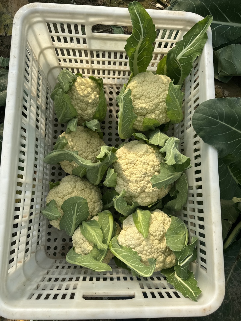 精品花菜大量现货对接全国各批发市场加工厂