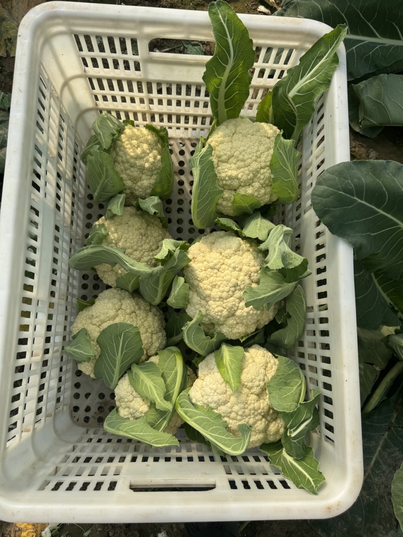 精品花菜大量现货对接全国各批发市场加工厂
