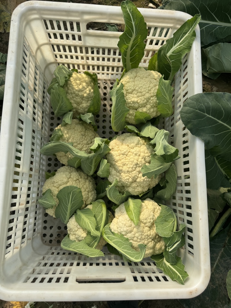 精品花菜大量现货对接全国各批发市场加工厂