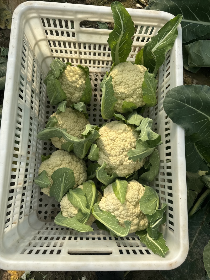 精品花菜大量现货对接全国各批发市场加工厂