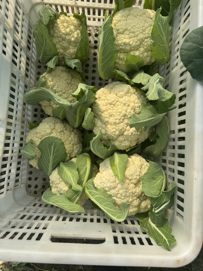 精品花菜大量现货对接全国各批发市场加工厂