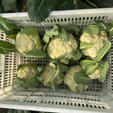 精品花菜大量现货对接全国各批发市场加工厂
