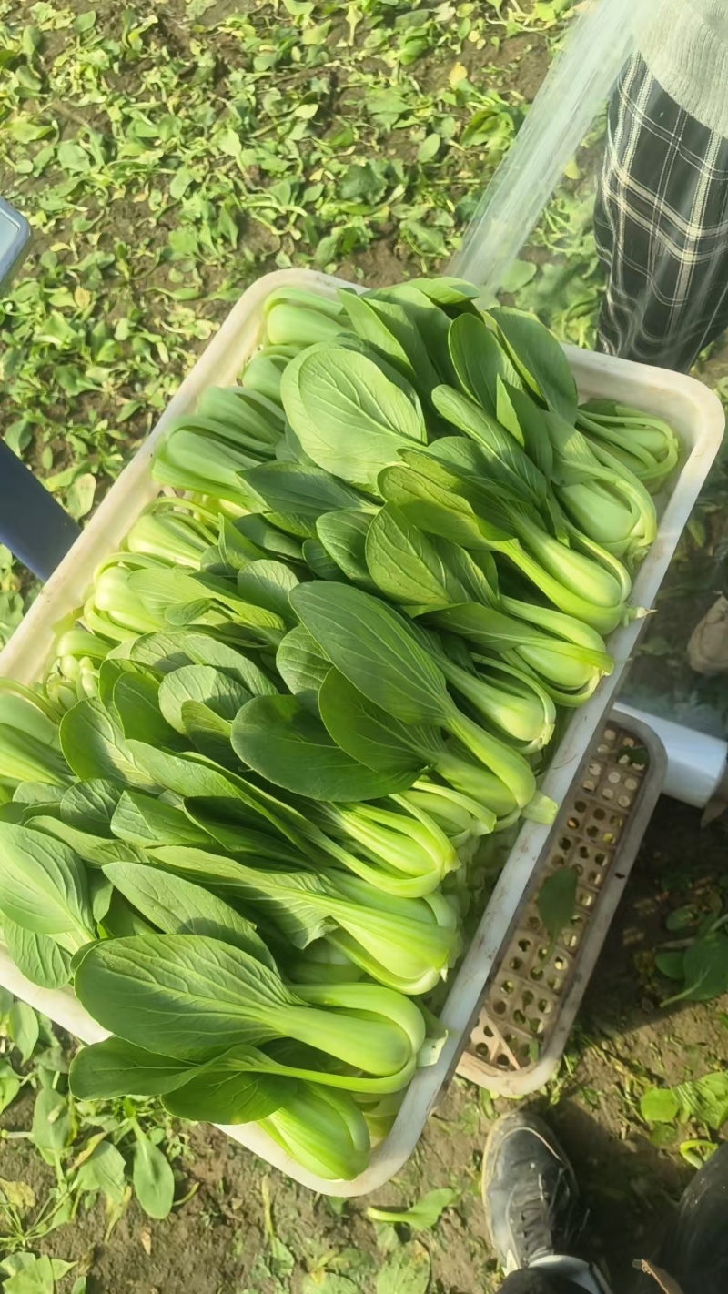 精品油菜上海青一手货源视频看货品质保证以质论价