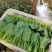 精品油菜上海青一手货源视频看货品质保证以质论价