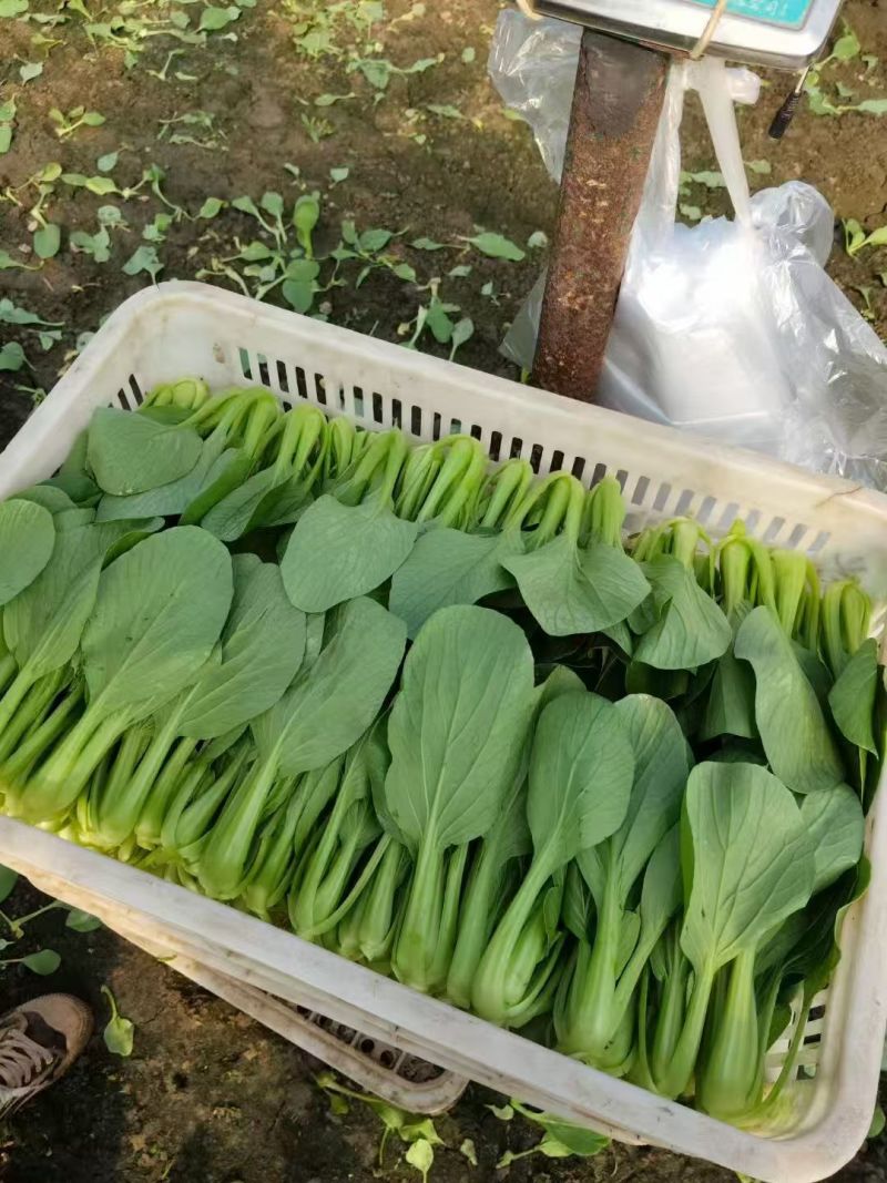 精品油菜上海青一手货源视频看货品质保证以质论价