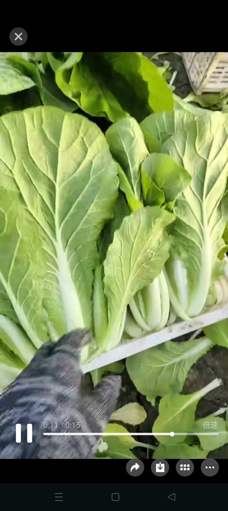 精品快菜一手货源视频看货品质保证以质论价