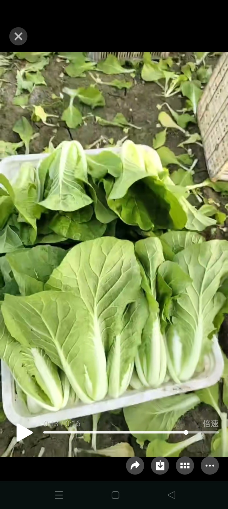 精品快菜一手货源视频看货品质保证以质论价