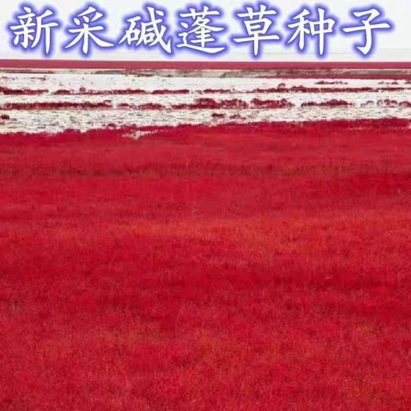 碱蓬草种子产区直发大量有货欢迎全国客商碱蓬草种子盐荒菜荒