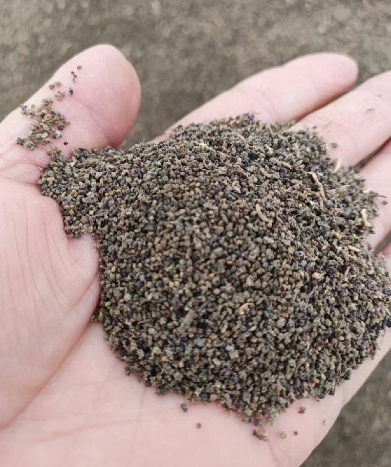 碱蓬草种子产区直发大量有货欢迎全国客商碱蓬草种子盐荒菜荒