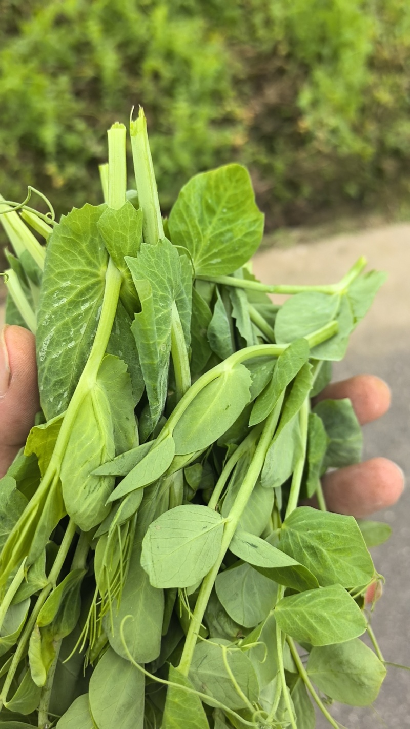 豌豆尖