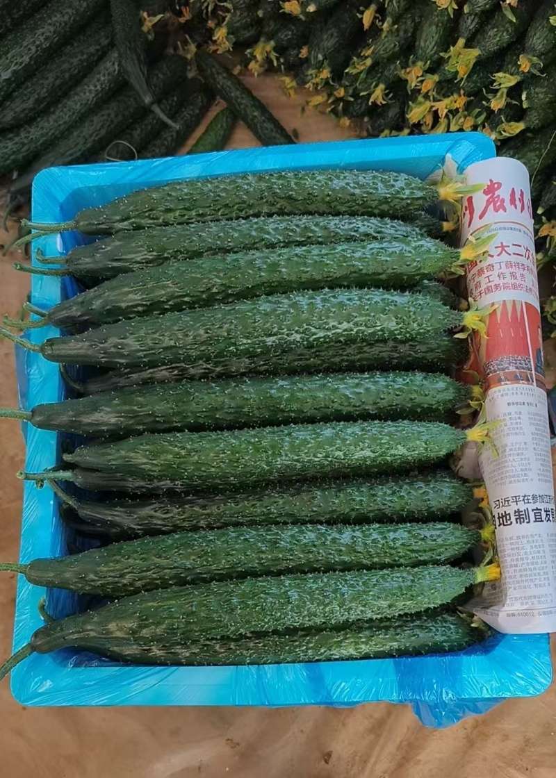密刺黄瓜大吨位供应，有需求老板欢迎来电，对接各大商超市场