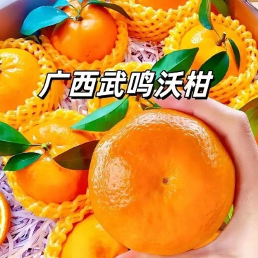 【电商】广西沃柑支持各大电商平台一件原产地发货