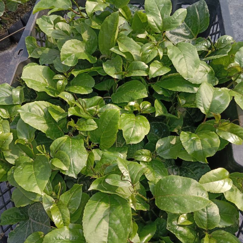 黄金百香果苗