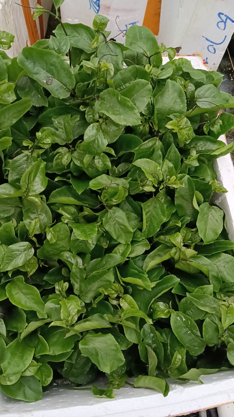 黄金百香果苗