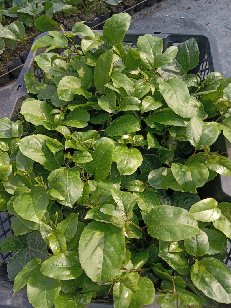黄金百香果苗