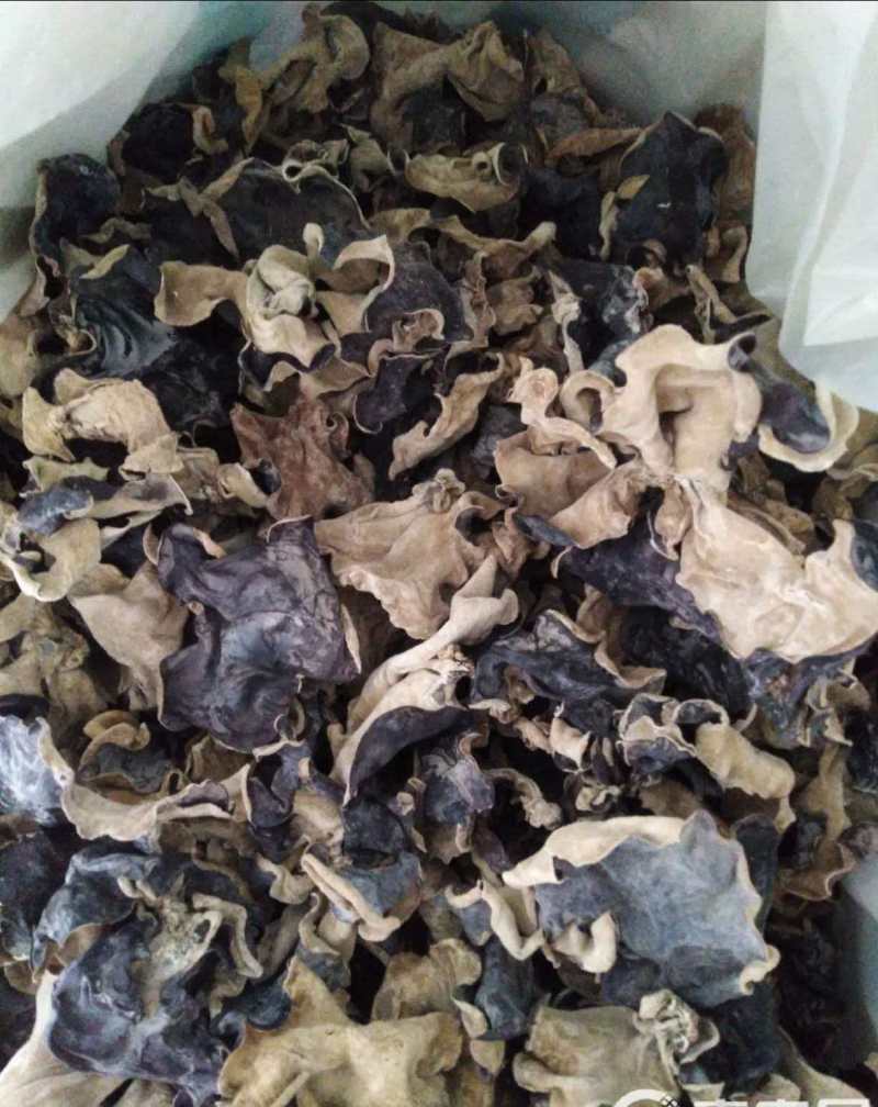 精品毛木耳黑木耳产地直发保质保量对接全国各地