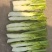 棒菜